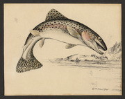 Untitled (rainbow trout)