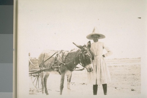 Margaret Miller and "He-Haw". Hitched up and standing as was his custom