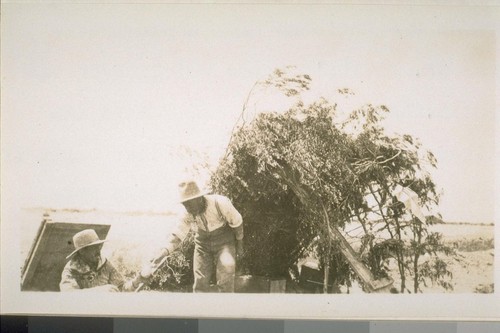 These two Mexicans made adobe bricks for Mr. Miller's house which never was built. Thses[sic] men slept and cooked and lived in this ramada which they built of grease-wood branches. The bricks were destroyed when the Alamo River rose during the summer over-flow of the Colorado River. Year 1903