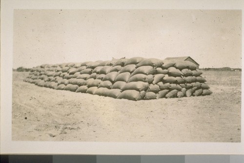 Sacks of wheat, cut and threshed and sacked by the combined harvester. 1903