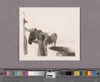Margaret and Elizabeth Miller with their first burro which gave them very much pleasure and taught them patience and tact and some Spanish in their management of him. They named him "He-Haw"