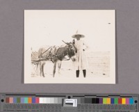 Margaret Miller and "He-Haw". Hitched up and standing as was his custom