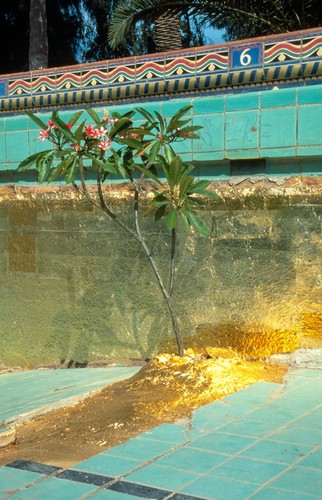 Untitled: gold leaf with plumeria bloomin in bottom of abandoned pool