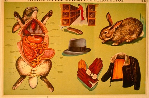 A Lesson in Civics: project proposal: found poster of rabbit anatomy