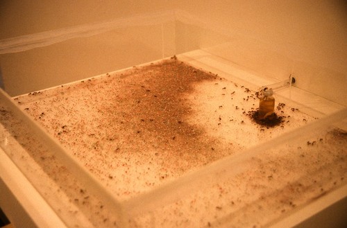 America: detail of Plexiglas case where ants bring colored sand from "flags"