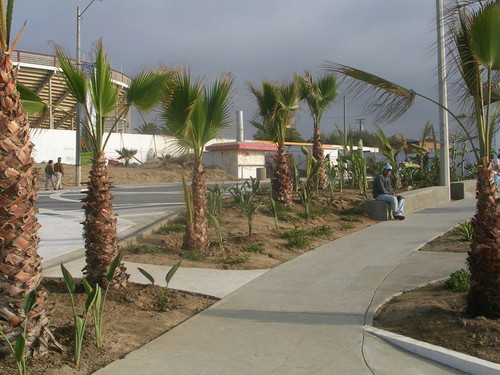 La esquina/ Jardines de Playas de Tijuana: sidewalk with new plantings of palms