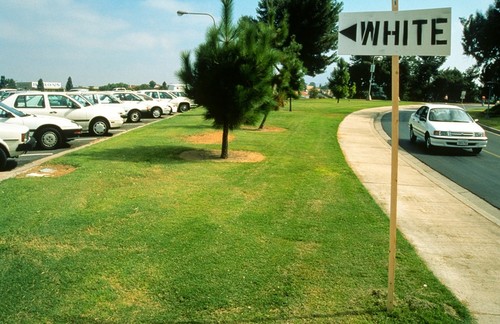 Carpark: White cars with sign