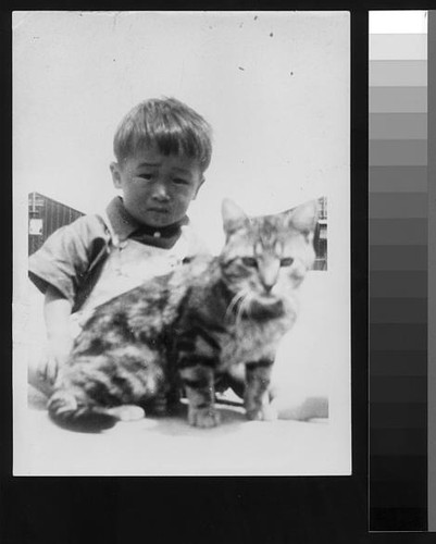 Japanese American boy with cat