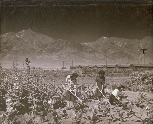 Women in fields