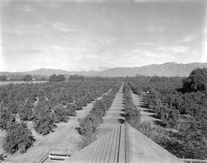 Orange orchard in South Pasadena, near Alhambra, ca.1905