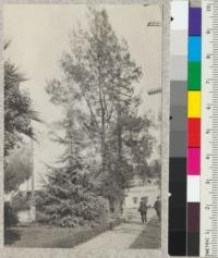 Cedrus deodara and a large Casuarina equisetifolia? Library Park, Pasadena