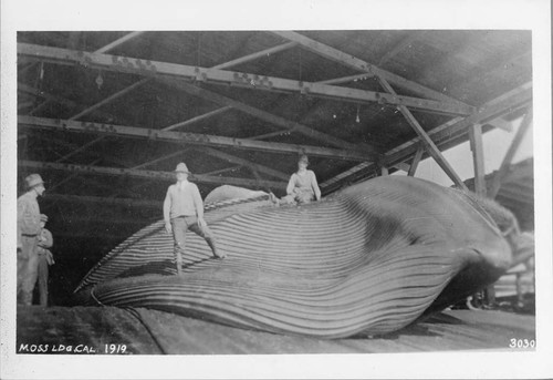 Photograph of Moss Landing Whaling Station With Blubber On Platform