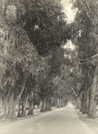 Eucalyptus Avenue, San Gabriel