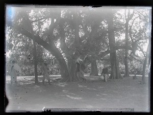 Three missionaries meeting under a huge tree, Bara, Madagascar, ca. 1893