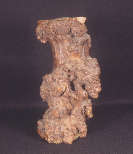 Wood vase made from a bur