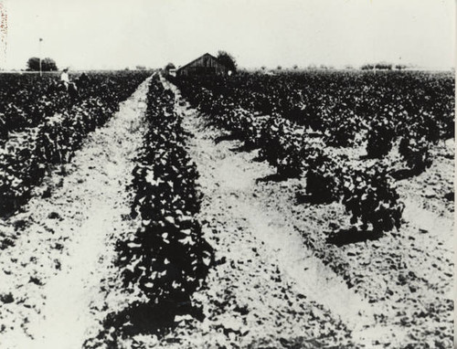 Kuzu Tsukamoto family farm and vineyard