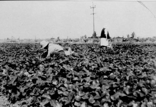 Kuzu Tsukamoto picking strawberries