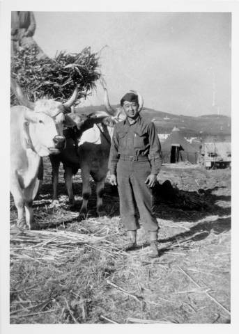 Tom Mizuno with oxen in Po Valley, Italy