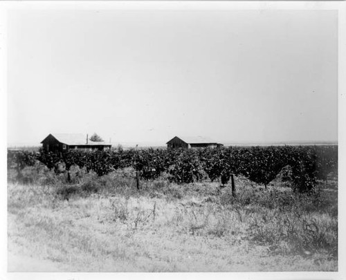 Florin farm surrounded by rows of grapevines