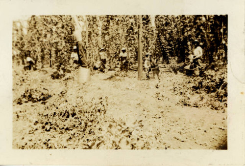 Taniguchi family working in the fields of the Oji Hop Ranch