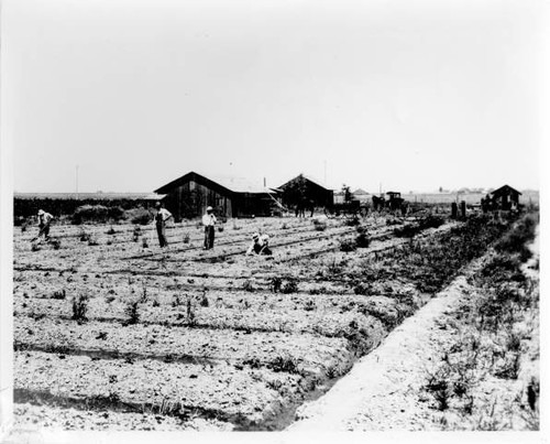 Japanese American farmers working on farm in Florin