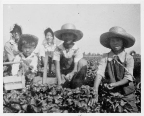 Mary Dakuzaku Tsukamoto picking strawberries with siblings in Florin