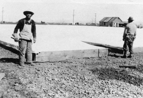 Choji Kawada at work on tomato plant farm in West Sacramento