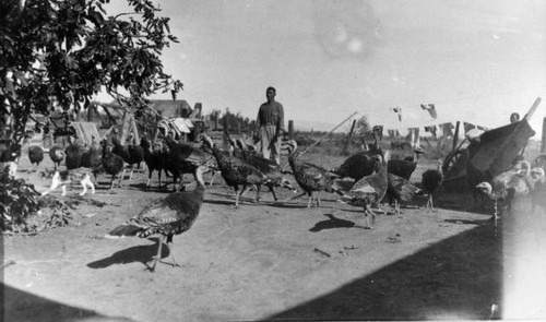 Man with turkeys