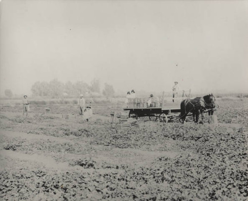 Dakuzaku family melon farm in Turlock