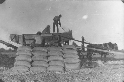 Man pitching rice into rice cutter