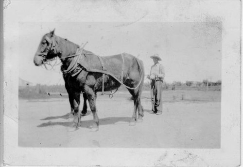 Masao Taniguchi working with mule on his farm in Taishoku (Florin)