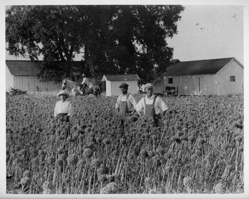 Sawamura family onion farm in West Sacramento