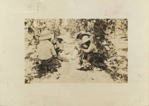 Taniguchi family working on the fields of the Oji hop ranch