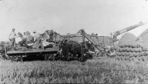 Three men pitching rice into rice cutter