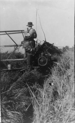 Rice cutting on Marysville farm