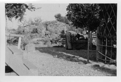 Man bending over in Japanese garden at Poston Relocation Center