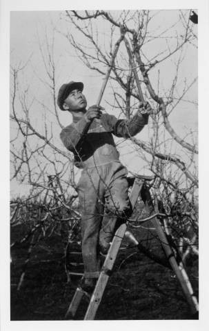 Toshio Tsukimura pruning peach trees in Yuba City