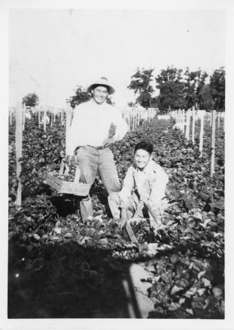 Men picking strawberries on Takehara farm