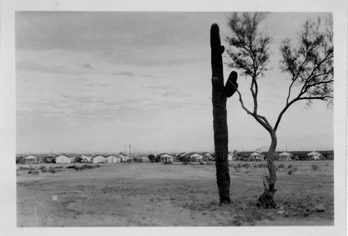 Landscape view of Gila River Relocation Center