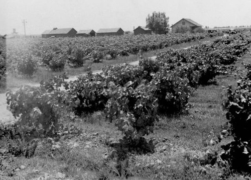 K. Kishaba farm and vineyards