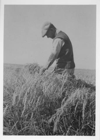 Yoshizo Manji inspecting rice for harvest in Colusa