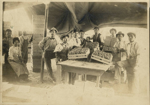 Florin tokay grape packing shed and workers in Florin