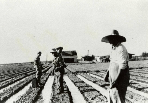 Choji and Mitsuye Kawada at work on celery farm in West Sacramento