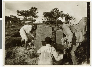 Sawing of cordia africana logs, Ayra, Ethiopia, ca.1930