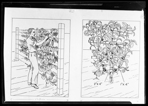 Two line drawings depicting trellising techniques for vine vegetables, 1933