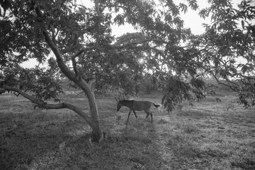 Horse roaming in an open field, San Basilio de Palenque, 1976