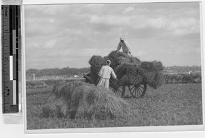 Men harvesting rice fields, Peng Yang, Korea, ca. 1920-1940