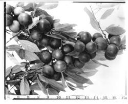 Branch of Sapa plums