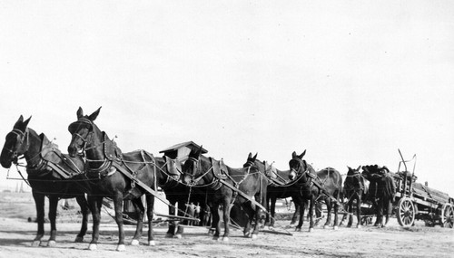 Mules pulling a load of pipe