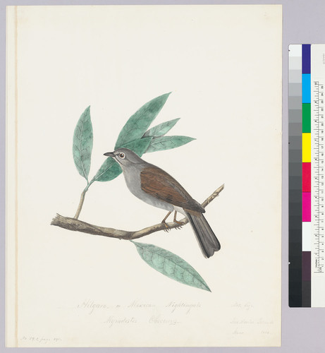 Myadestes obscurus. Brown-backed Solitaire
